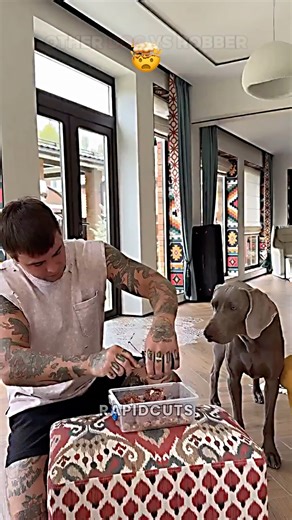 Other Dog Vs Robber 😭😭