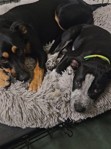 Meet Banjo: The Perfect Foster Brother for Rescue Pups