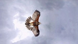 The Nature Conservancy TV Spot, 'Let's Thrive With Nature'