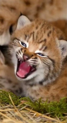 Inside a Hidden Lynx Den: Mother Raises Adorable Cubs in the Wild 🌲🐱❤️ #wildlife #animals #facts