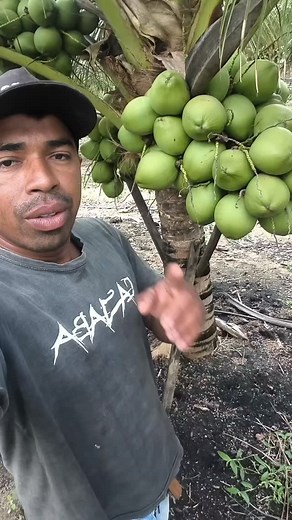 A importância de cuidar corretamente do coqueiro #agro #roça #videoviral #posters #fyp | DICAS De plantação