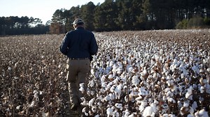 «Die kleinen Füchse» von Lillian Hellman 1/2