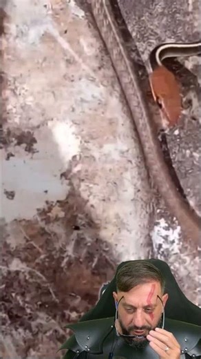 Cobra-cipó inofensiva em Bauru SP #biologohenrique #animais #Chironiusflavolineatus #biologo