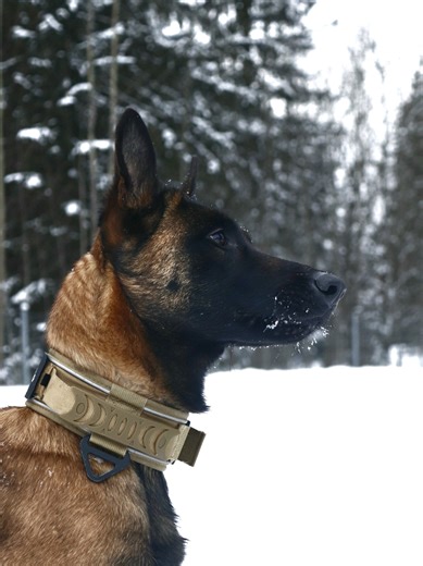 nää on vaa nii hienoja! 😍 ps. ig:stä löydät tän päivän kuvat mitä otettiin jadel_photography . . . #malinois #fry #viral