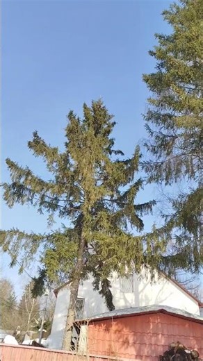 #spring #nature #russia #beautiful #feel #new #shortvideo #like #shorts #love #trending #motivation