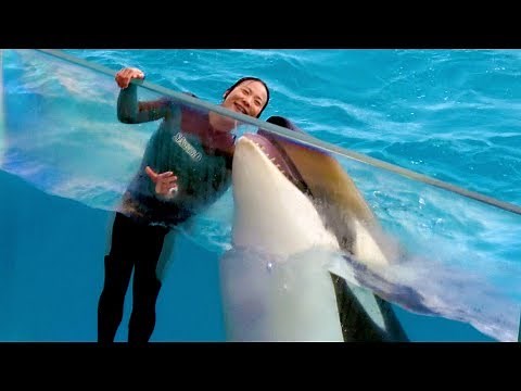 Killer Whale Orca Show In Japan Kamogawa Sea World Ver 2. Sea Animal Show 5 【4K】