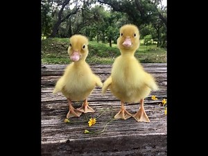 “Adorable Ducklings Playing in the Water | Cutest Duck Moments!”