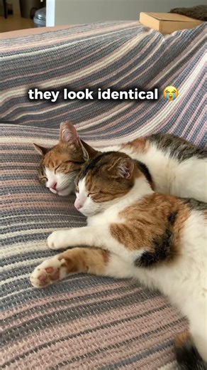 Can you tell who’s the mom? 😭 #catshorts