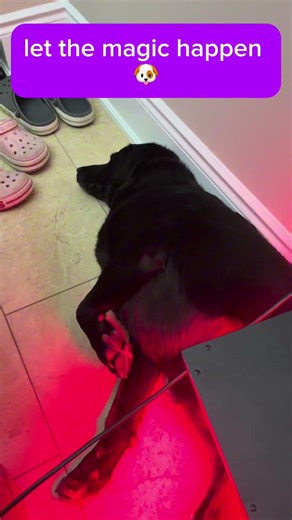 See This Dog Relaxing During Infrared Therapy for Her Leg Discomfort #dog #spa #relaxing #labrador