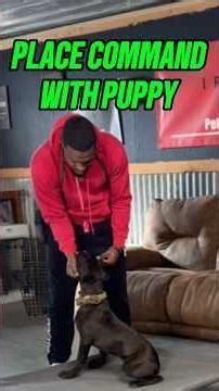 Teaching the “Place” Command to Puppy