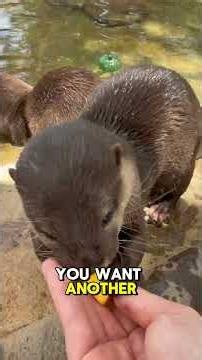 Otters Try Honey Mango
