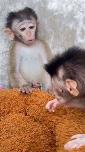 “So Gentle! Cici Comforts the Rescued Baby Monkey 🐒💕✨”