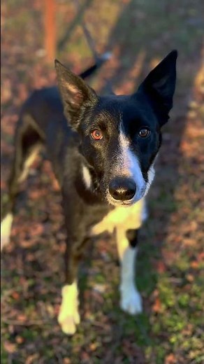 Goose the smooth-coat Border Collie is ready to find a family #adoptme #bordercollie