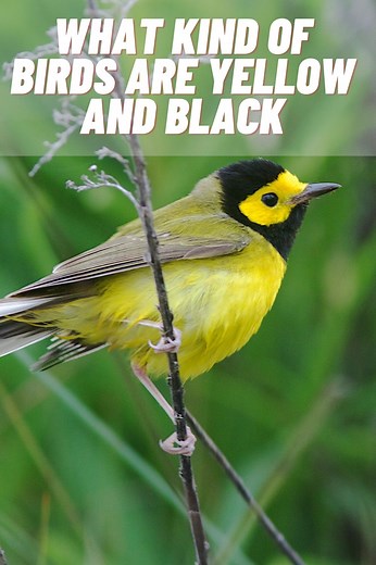 20 Types of Black and Yellow Birds (With Pictures)