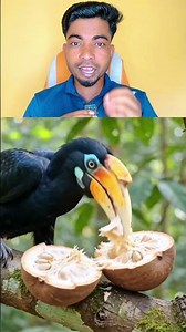 The Incredible Hornbill Beak Explained 🦜