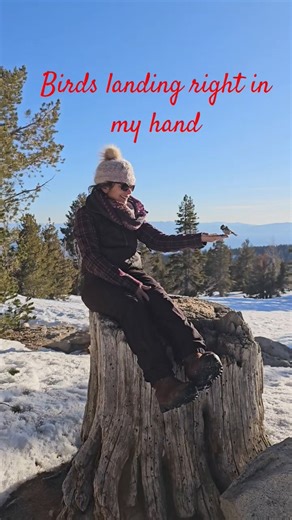 Feeding Wild Chickadees by Hand at Chickadee Ridge! 🐦❄️ #LakeTahoe