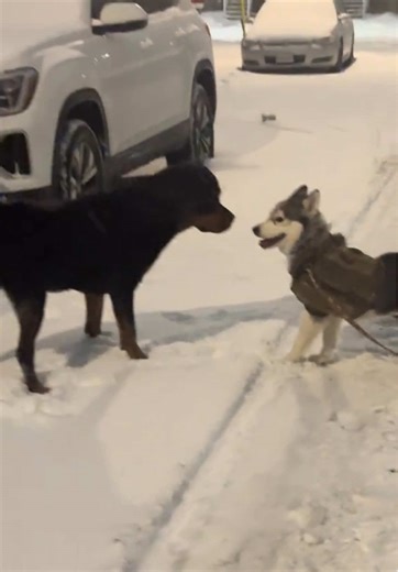 Heartwarming Visit: Dog Cuddles with New Friend