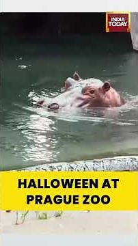 Halloween Pumpkin Feast at Prague Zoo Delights Animals and Visitors | #halloween #prague #praguezoo