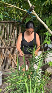 14K views · 292 reactions | Kapag flowering na ang kuya ibig sabihin matured na at maganda ang pag aalaga ko, tamang sunlight at temperature ang nakukuha nila #fbyシvideo #fb2025 #fblifestyle #fbpost #gardening #growyourownfood #vegetablegarden | Manay Divine | Facebook