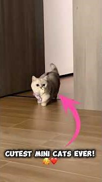 3 Cutest Tiny Cat Breeds You’ll Instantly Fall in Love With!