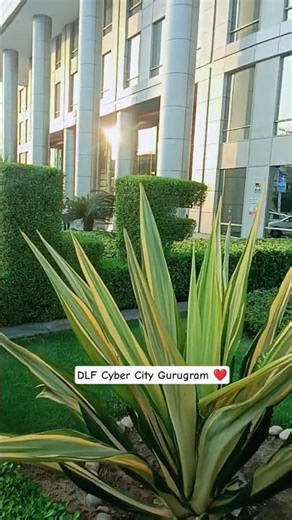 cyber City indian❤️ #gurgaon #viral #travel #love #delhi #vlog #viralreels #explorefeed #reelsindia