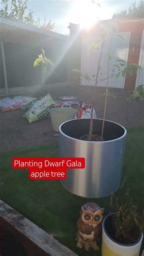 Planting Apple Tree #appletree #planting