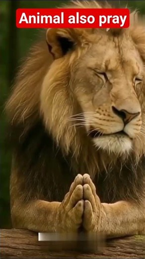 animals also pray #short, #animals