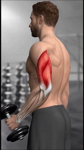 3D Bicep Curl Animation – See Muscles Contract in Real-Time | Muscle Motion