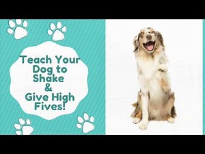 Teach Your Dog to Shake & High Five