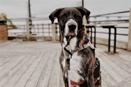 Dog Training: Pros and Cons of Using a Dog Halti