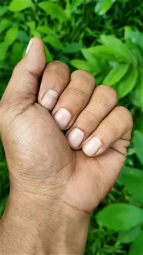 It is the Smaller shiny jewel beetle part 2#beautifulinsects #nature #anyuniqueanimals #insects