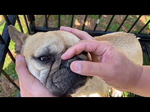 How to Clean your Dog's Nose / Matt's Frenchies