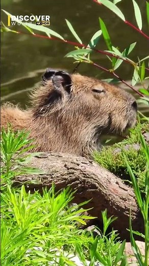 Life of a Rabbit 🌿 | Discover World