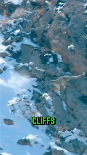 3 Animals That Are The Hardest To Hun Not every animal can be hunted easily. Some live in places so extreme, even humans struggle to reach them. 🐆 The snow leopard survives high in freezing mountains. 🦇 Bats hide in lava tubes, where one cave-in could end everything. 🦈 And the Greenland shark lurks deep under Arctic ice, a creature almost impossible to catch. Which one do you think is the hardest to hunt? 👇 ⚠️ Disclaimer: This video is created for educational and entertainment purposes only.