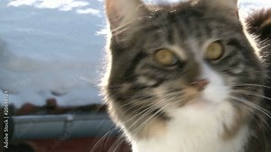 portrait d'un maine coon