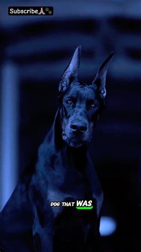 Is the Doberman the Perfect Guard Dog? #dogshorts #dogbreed #guarddog #doberman #doberman