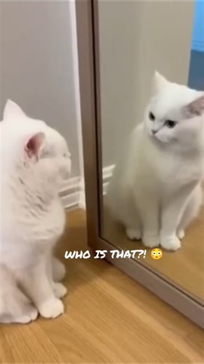 Cat Sees Himself in Mirror and Gets Confused 😳🐱#cat#funnycat#funnyanimals