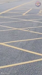 OCD: Bird edition 😄 | HomeChic