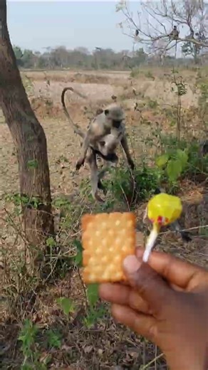 Cute Baby Langur Eating with Mother | Sweet Monkey Family Moment 🐒❤️