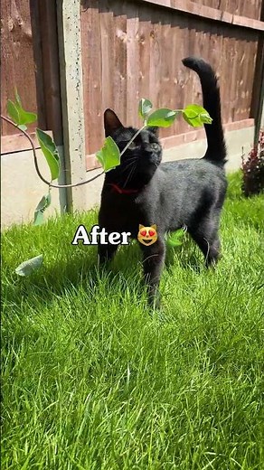 ProtectaPet Cat Fencing has completely changed this cat's life 😻🌿 #catfencing #catproofgarden