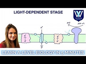 Light-dependent stage Photosynthesis | Learn A-Level Biology in 5 minutes | AQA, OCR, Edexcel, WJEC