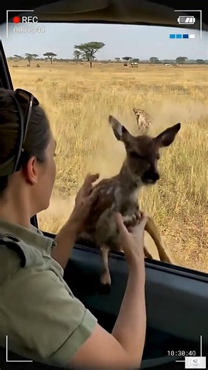 The Luckiest Baby Deer in the World!