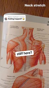 🟣 trapezius stretch. Also, a nice stretch to the neck. #uppertrapezius #neckstretch #shoulderstretch #chiropractor | Bannockburn Chiropractic & Physical Therapy