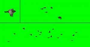 Flock Sparrows Flight Compositing Onto Your Stock Footage Video (100% Royalty-free) 1007536843 | Shutterstock