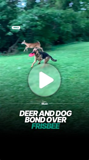 Daily Mail on Instagram: "Unlikely playmates 🥰 🎥 Jeremiah Hackert via ViralHog #cuteanimals #playmates"