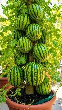 Howto propagate Water melon tree to produce lots of fruit in a short time. #grow #fruit #amazing