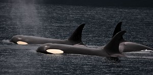 Orca (Killer Whale) | Whale and Dolphin Conservation