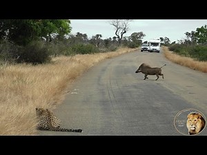 Warthog Not Scared Of Hunting Leopard