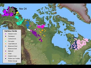 North American Caribou Herds