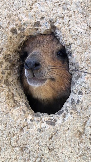Bush Hyrax Sounds: Nature's Unique Call